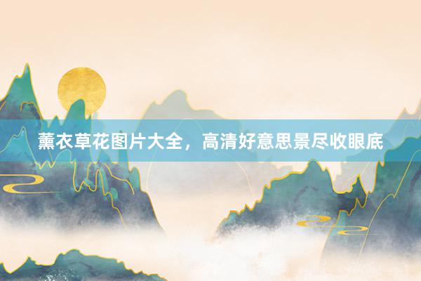 薰衣草花图片大全，高清好意思景尽收眼底